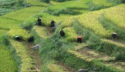 Vietnam travel plan