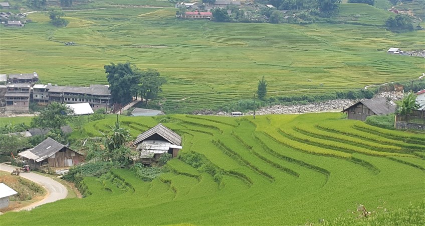 rice terraces in sapa